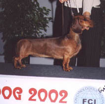 Dbdsg Okos vom Golf - European Dog Show 2002 - CAC, Res. CACIB 