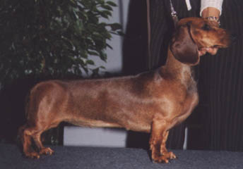Dbdsg Okos vom Golf - European Dog Show 2002 - CAC, Res. CACIB 
