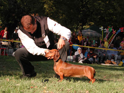 Dbdsg Okos vom Golf - Szentendre CAC Show 2002 - BOG, BIS III. 