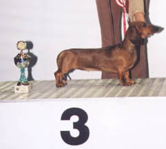 Dbdsg Okos vom Golf - Österreich Bundessieger Show 2002  - Bundessieger, BOB , BOG3 Judge : Hans Müller (CH)