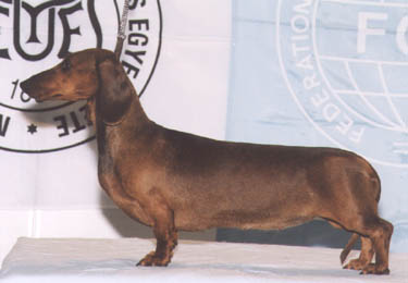 Dbdsg Okos vom Golf - Champion of Champion 2002 - 