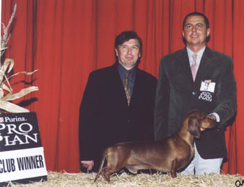 O-Men vom Golf - 100 Year old Hungarian Dachshundclub Jubileum Clubshow 2002 - Best in Show  judge: Dr. Horst Kettendörfer (D)