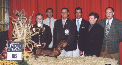 O-Men vom Golf - 100 Year old Hungarian Dachshundclub Jubileum Clubshow 2002 - Best in Show  judge: Dr. Jakkel Tamás (H) -  Dr. Horst Kettendörfer (D)