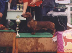 O-Men vom Golf - Vadászkutyák Speciál Show 2002 - res. Best in Show 