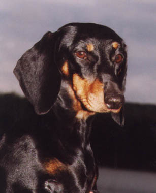 Multi Ch Ribizli vom Golf - Head Portre