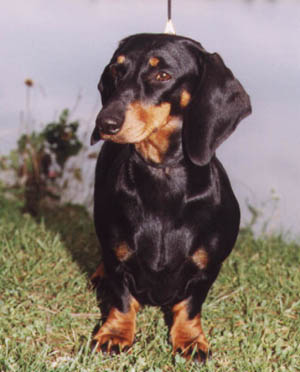 Multi Ch Ribizli vom Golf 