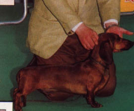 Eujch Special vom Golf - European Champion Show 98 Genova - Jugend Europen Champion 