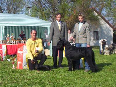 mini Golf Ipse - Turkeve CAC Show: Junior Best in Show Br: Hartmann Gyrgy (H)